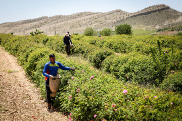 Meymand’s flowers and rosewater 