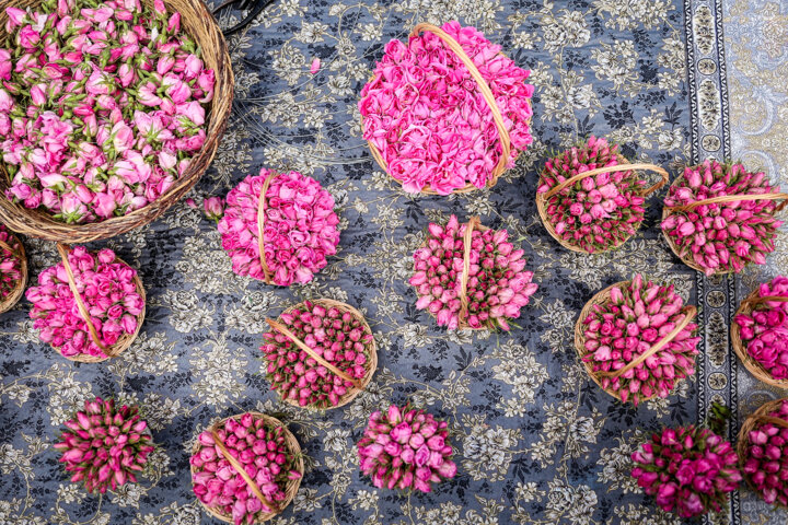 فارس مدهوش از بوی گل عطر گلاب؛ جشن گلابگیری از میمند تا داراب