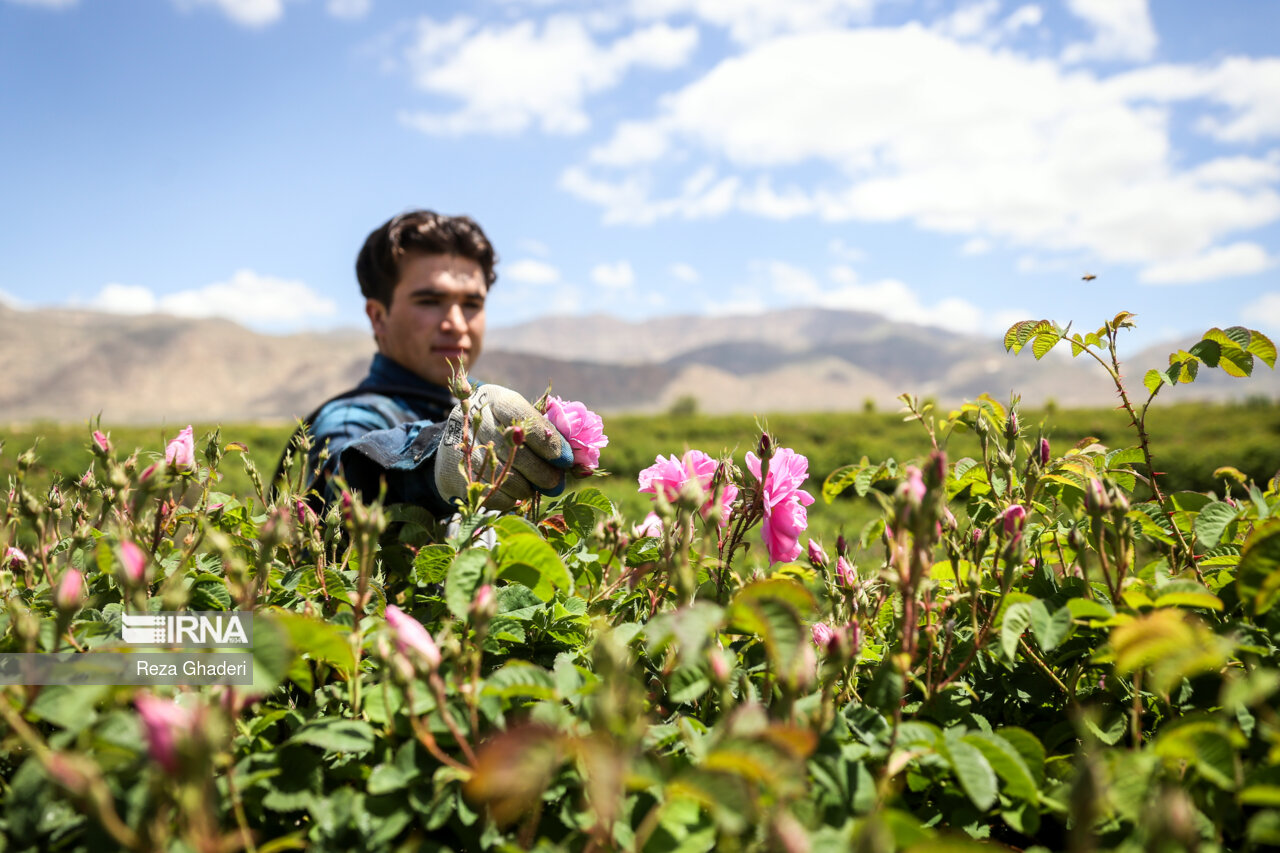 سهم 71 درصدی گل محمدی ایران در جهان / 90 درصد گل محمدی در ایران گلاب میشود