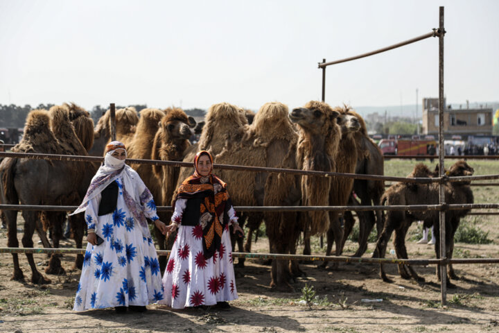 جشنواره کوچ عشایر مغان