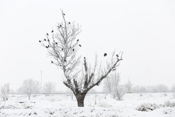 پرسه در برف- قزوین