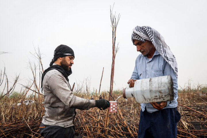 کارگران هفت تپه