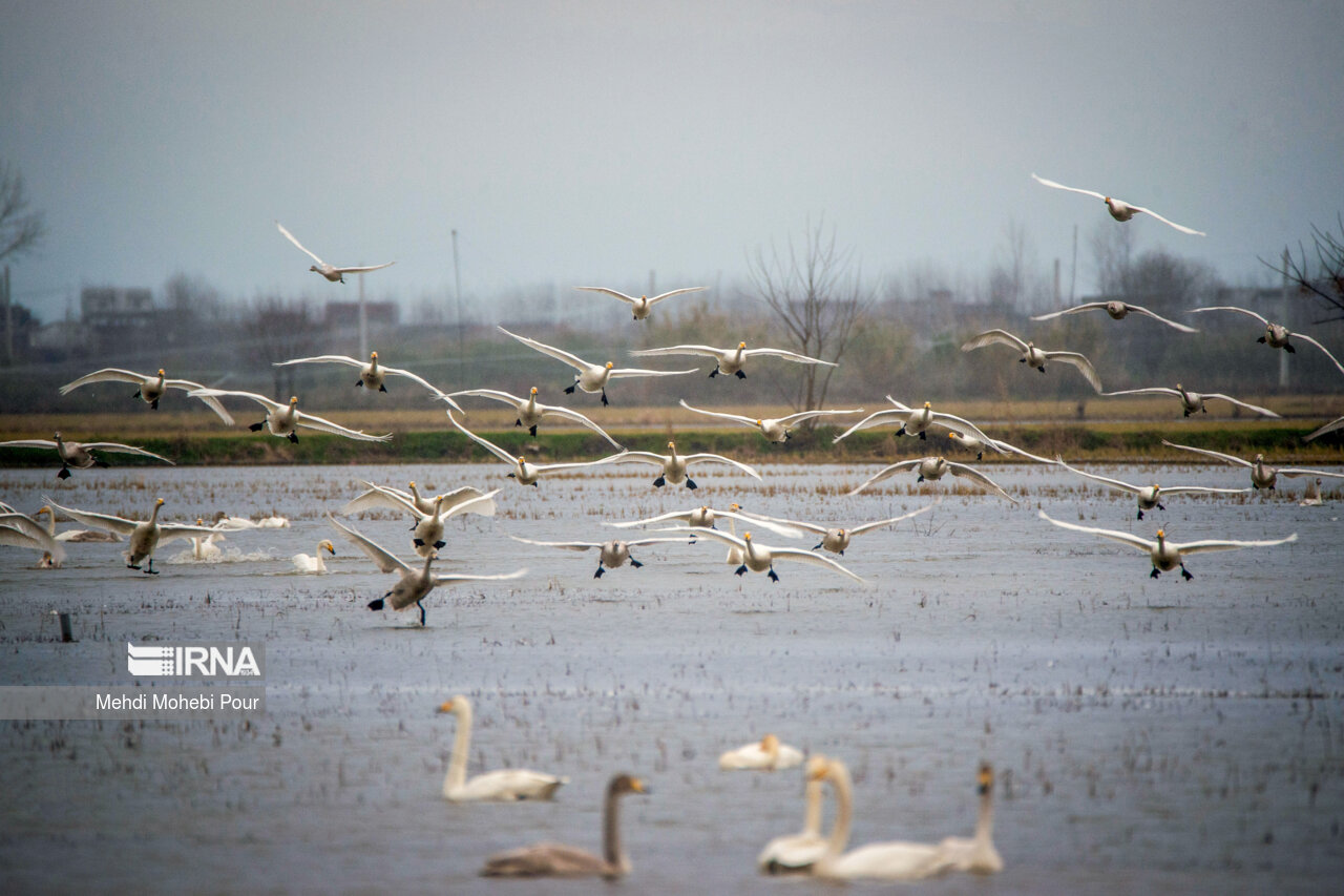 ایران دو بار در سال میزبان پرندگان مهاجر