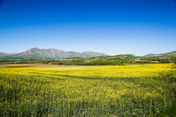 Spring Nature of Kordestan 