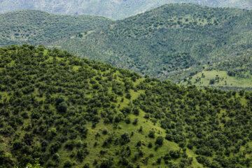 طبیعت بهاری کردستان