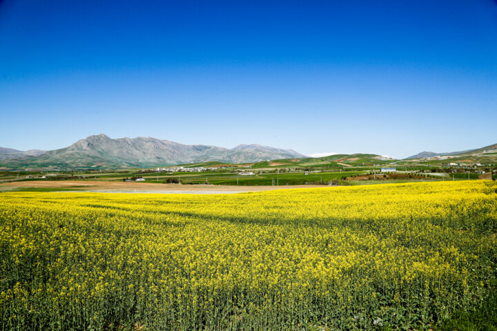 طبیعت بهاری کردستان