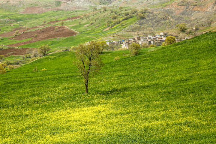 طبیعت بهاری کردستان