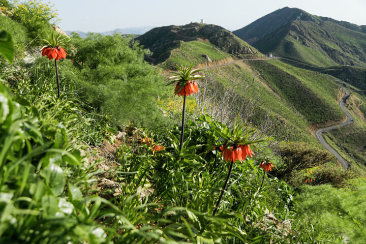 طبیعت بهاری کردستان