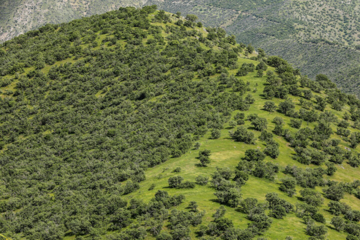 طبیعت بهاری کردستان