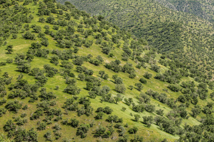 طبیعت بهاری کردستان