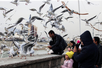 Kakai migratory birds in the dry river of Shiraz