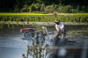 ممنوعیت کشت برنج در حوضه آبریز رودخانه کرخه در تابستان امسال