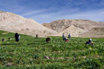 نذر گل نرگس