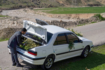 نذر گل نرگس