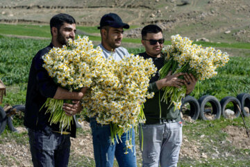نذر گل نرگس