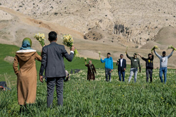 نذر گل نرگس