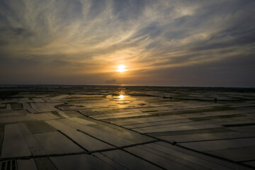 Rice planting season