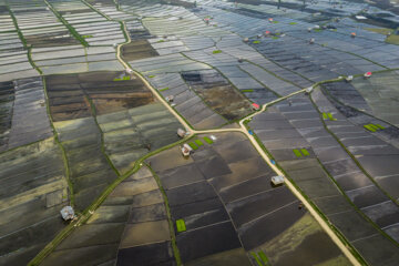 Rice planting season