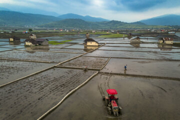 Rice planting season