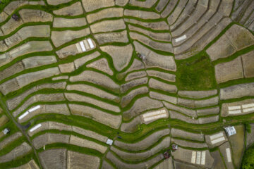 Rice planting season