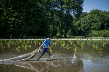 Rice planting season