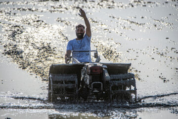 Rice planting season
