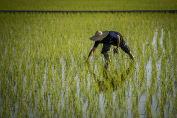 فصل نشا برنج