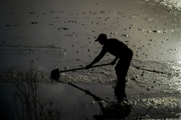 Rice planting season