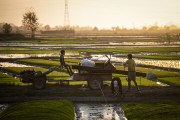 Rice planting season