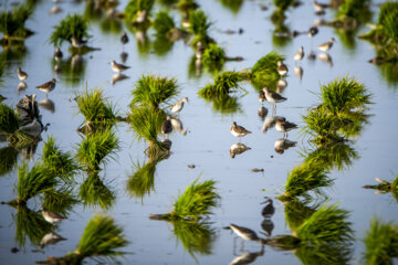 Rice planting season