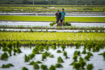 Rice planting season