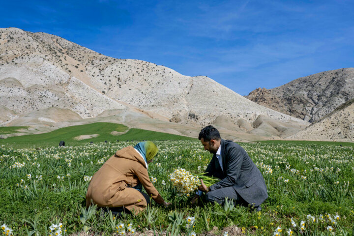 نذر گل نرگس