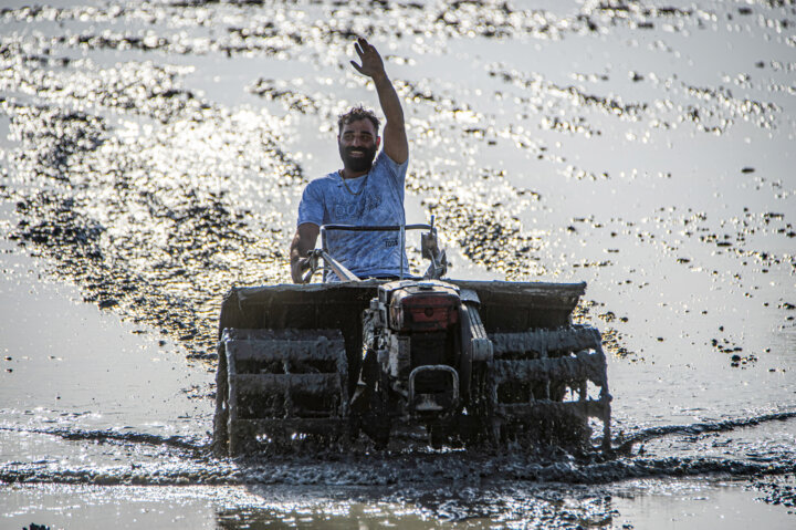 چرا دلالبازی در بازار برنج شمال تمامی ندارد؟
