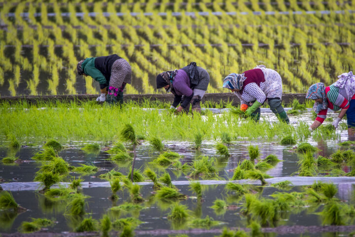 تولید ۲.۶ میلیون تن برنج طی سال جاری/ ترخیص برنج از گمرکات از سر گرفته شد