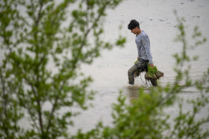 لجبازی بابلیها برای کشت دوم برنج