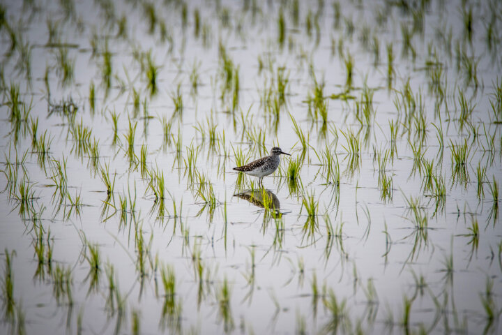 معرفی چهار رقم جدید برنج؛ نسخه بهزراعی کشت در شرایط کمآبی ارائه شد