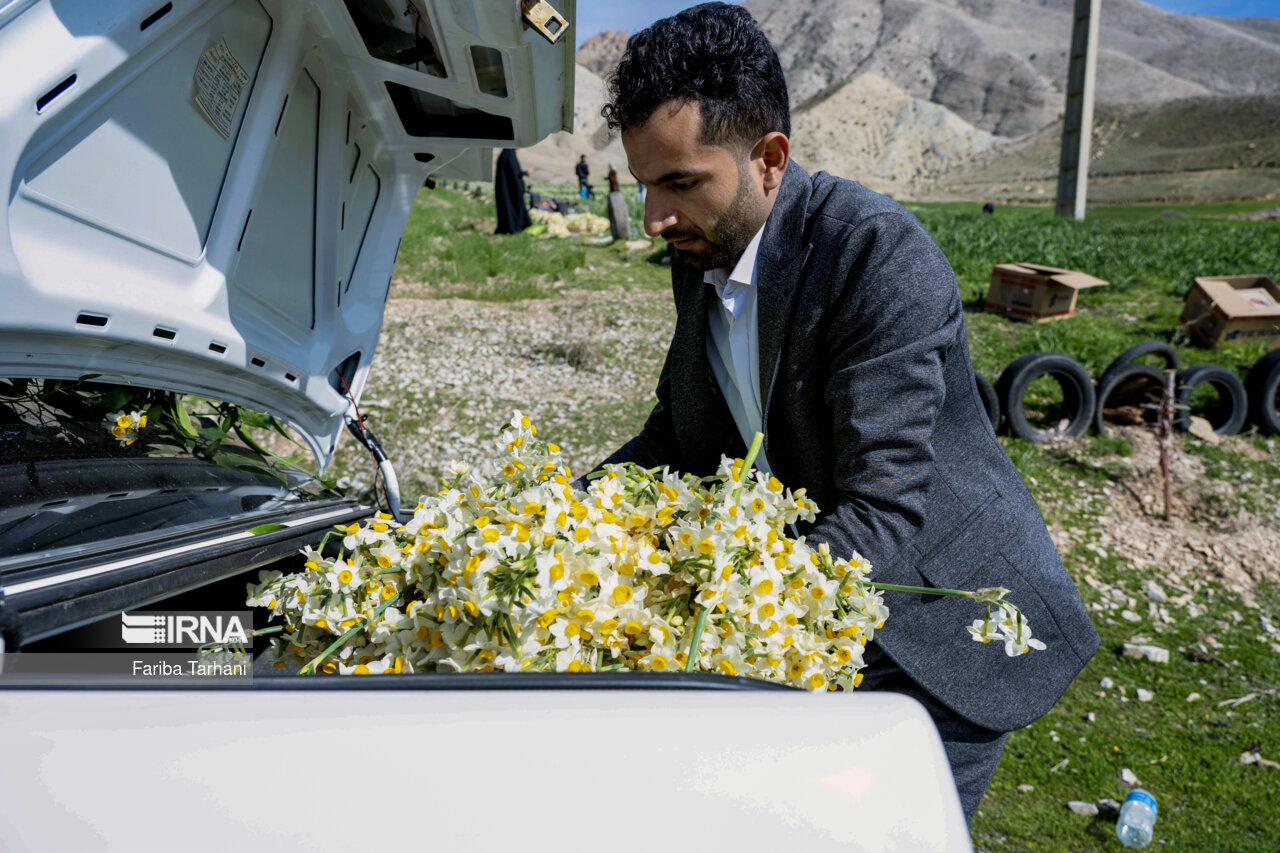 نذر گل نرگس