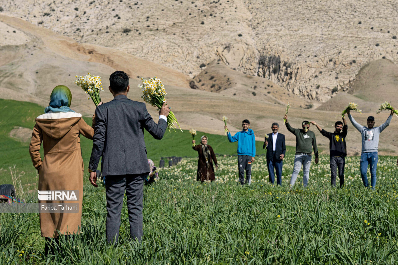 نذر گل نرگس