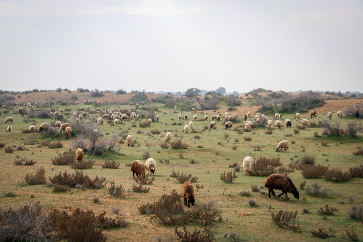 مالچ پاشی در شن زارهای خوزستان