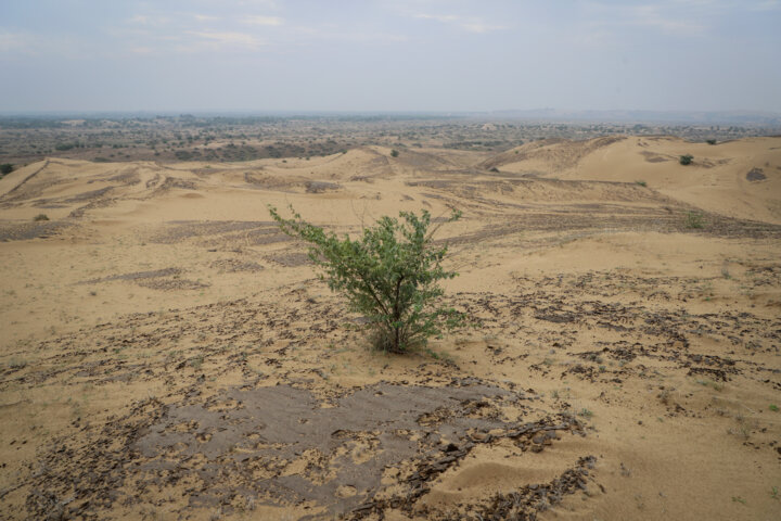 مالچ پاشی در شن زارهای خوزستان