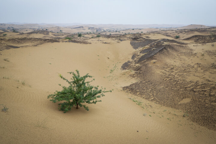 مالچ پاشی در شن زارهای خوزستان