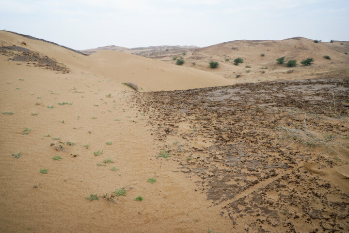 مالچ پاشی در شن زارهای خوزستان