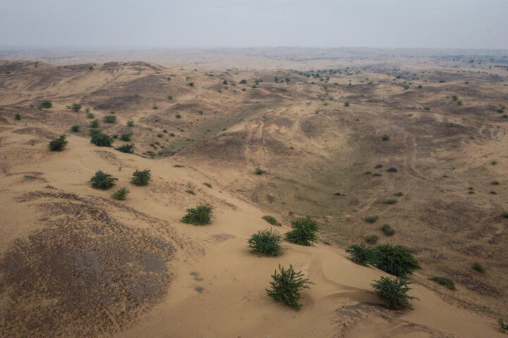 مالچ پاشی در شن زارهای خوزستان