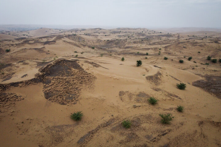 مالچ پاشی در شن زارهای خوزستان