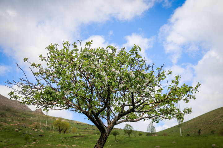 کوه یومری