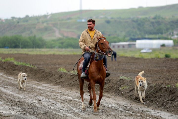 مسابقات کورس اسبدوانی بهاره روستای ایوب