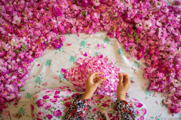 Gol Ghaltan, un rituel pour rouler les bébés dans les pétales de roses