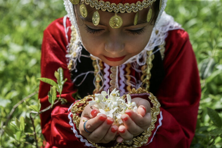 عطر بی رقیب بهار نارنج شیراز در سایه نگاه سنتی جان می دهد