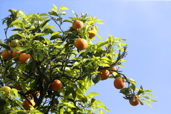 عطر بی رقیب بهار نارنج شیراز در سایه نگاه سنتی جان می دهد