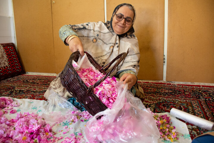 آیین معنوی گل غلتان امیریه دامغان